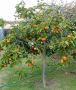 5 GAL FUYU PERSIMMON