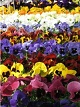 Pansy