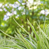 Outdoor Plants