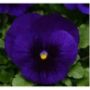 Blue Blotch