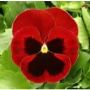 Red Blotch