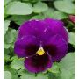 Violet Blotch