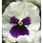 White Blotch