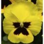 Yellow Blotch