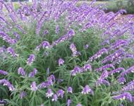 SALVIA MEXICAN BUSH SAGE
