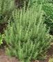 ROSEMARY UPRIGHT #3