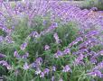 SALVIA MEXICAN BUSH SAGE