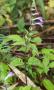 SKULLCAP #3 FLAT 18CT
