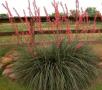 YUCCA RED #3