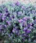 TEXAS SAGE COMPACT #3