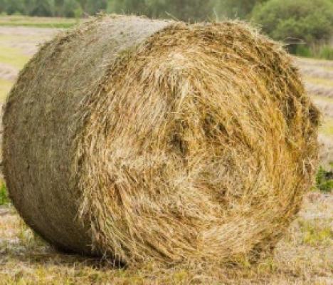 Hay Bale Round 1st Cut 4x4